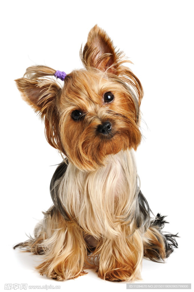 可爱西施犬
