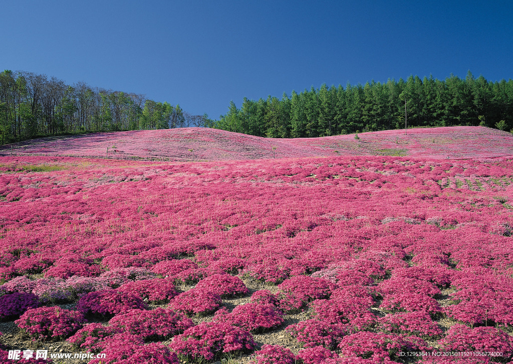 菊花丛图片