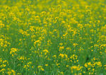 油菜花蜜蜂图片