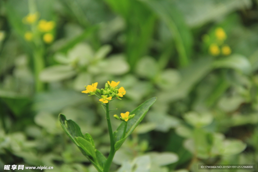 油菜花