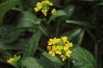 油菜花