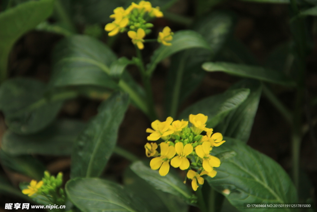 油菜花