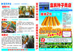 报纸 传单