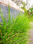 小草 野草