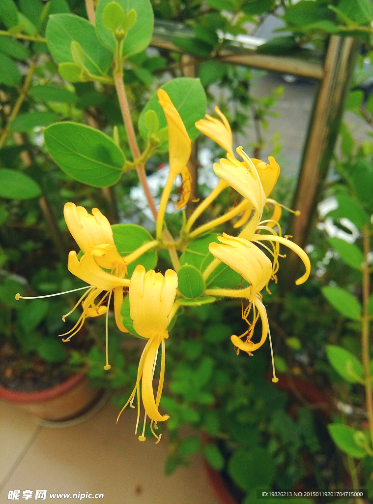 金银花 黄花