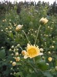 菊花 花蕾