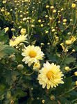 菊花 花蕾