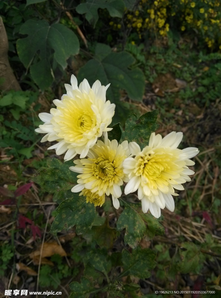 菊花