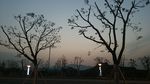 树枝剪影