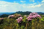 师宗菌子山杜鹃花