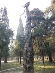 龙头树