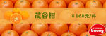 茂谷柑柑橘水果图片超市推广
