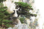 庐山松