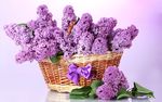 丁香花