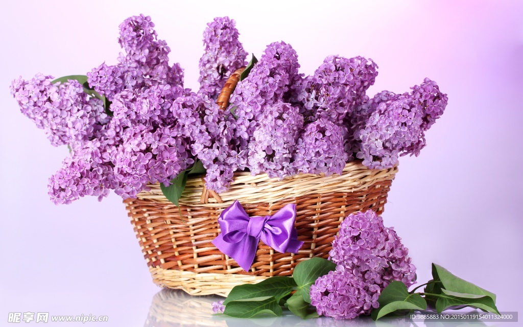丁香花