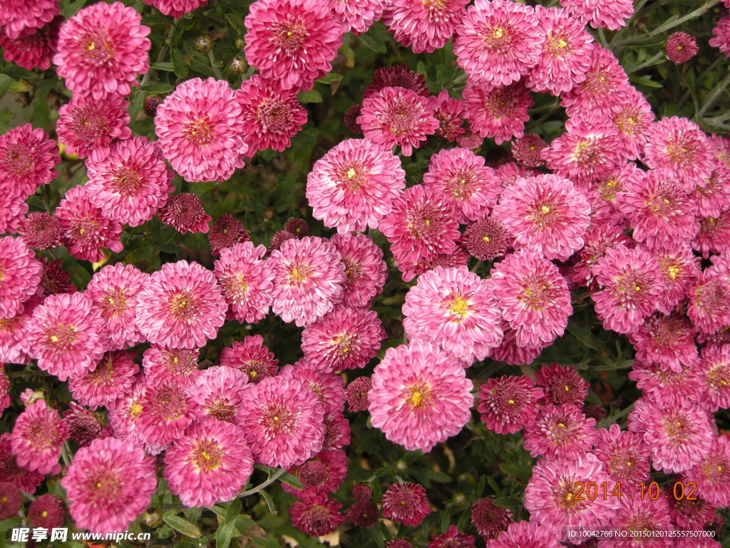 菊花