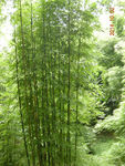 竹子