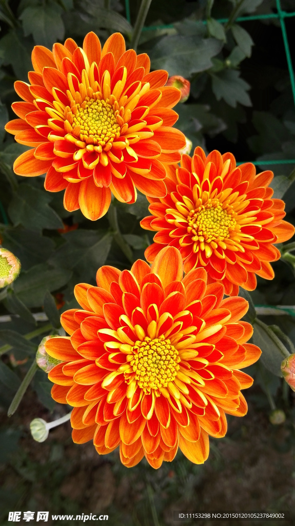橙菊花