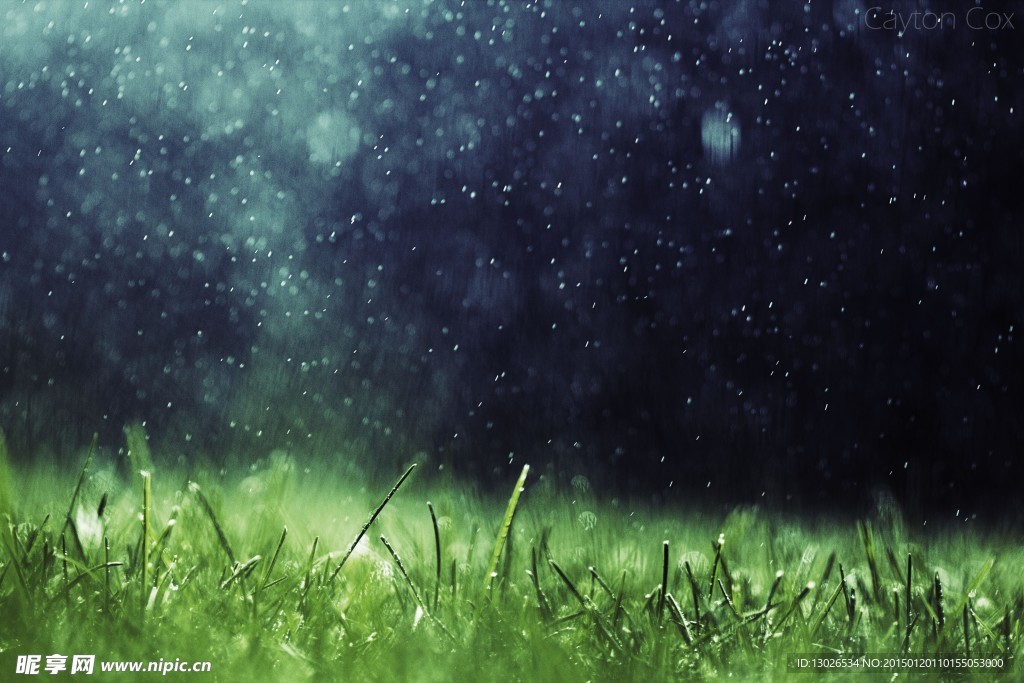 雨天的草地