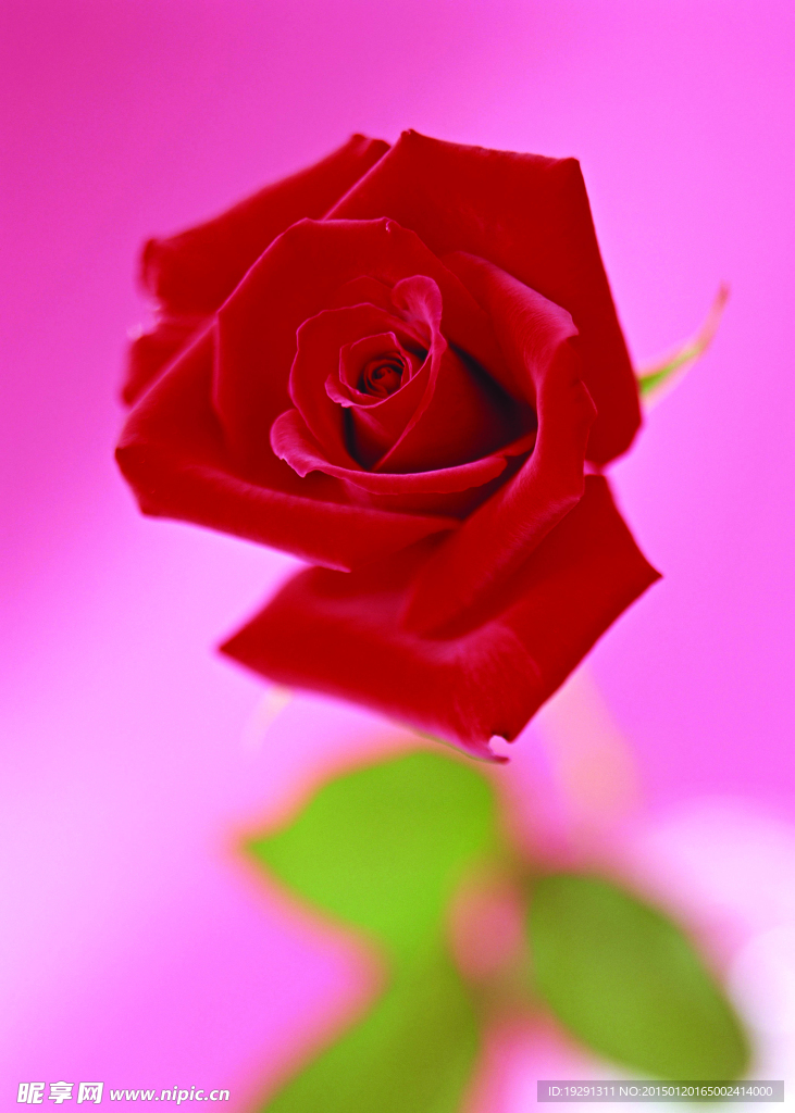 玫瑰花