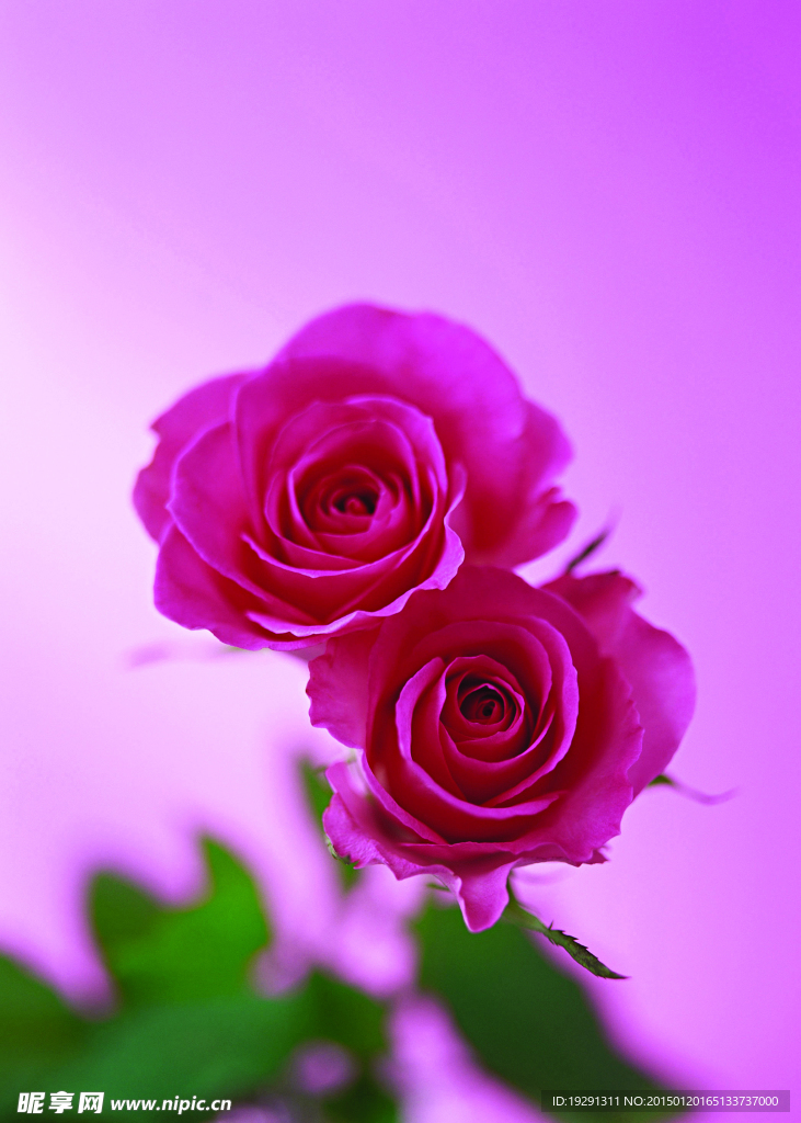玫瑰花