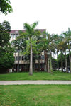 校园椰树
