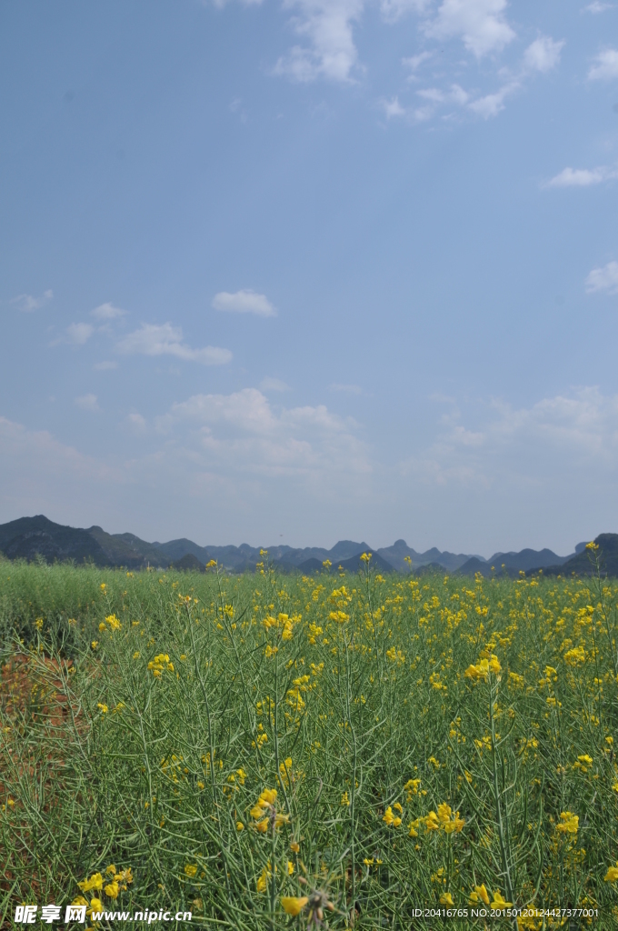 罗平油菜花