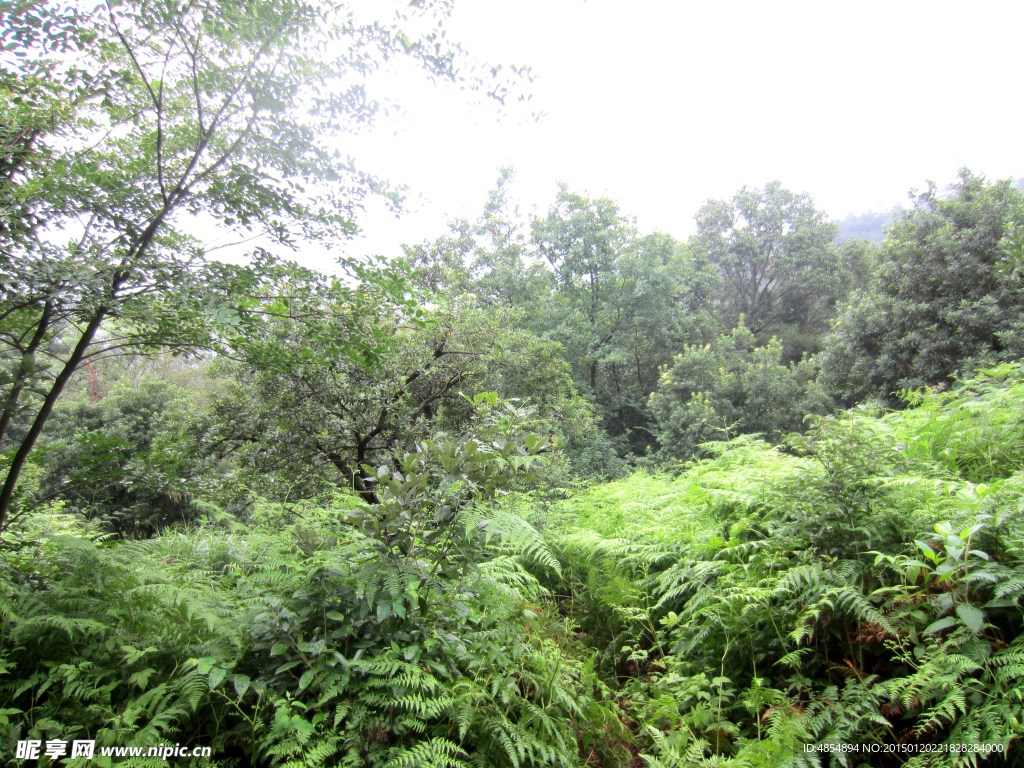 杨梅树