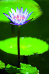 莲花