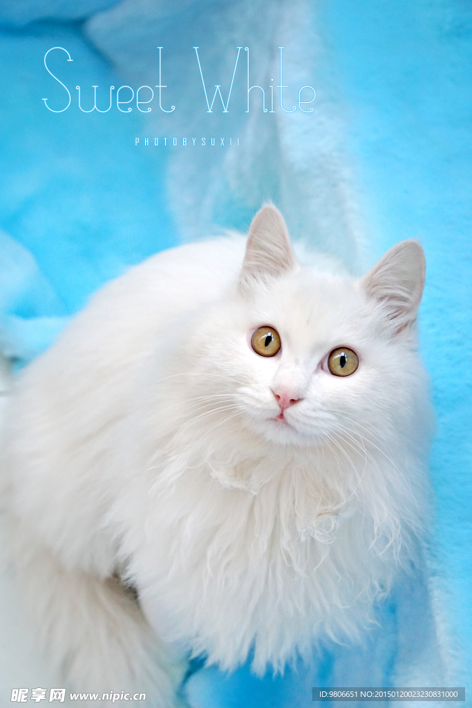 猫咪