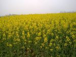 油菜花地