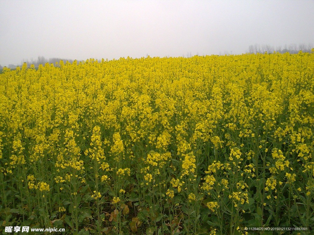 油菜花地
