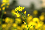 油菜花