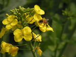 油菜花 蜜蜂