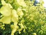 唯美油菜花花丛