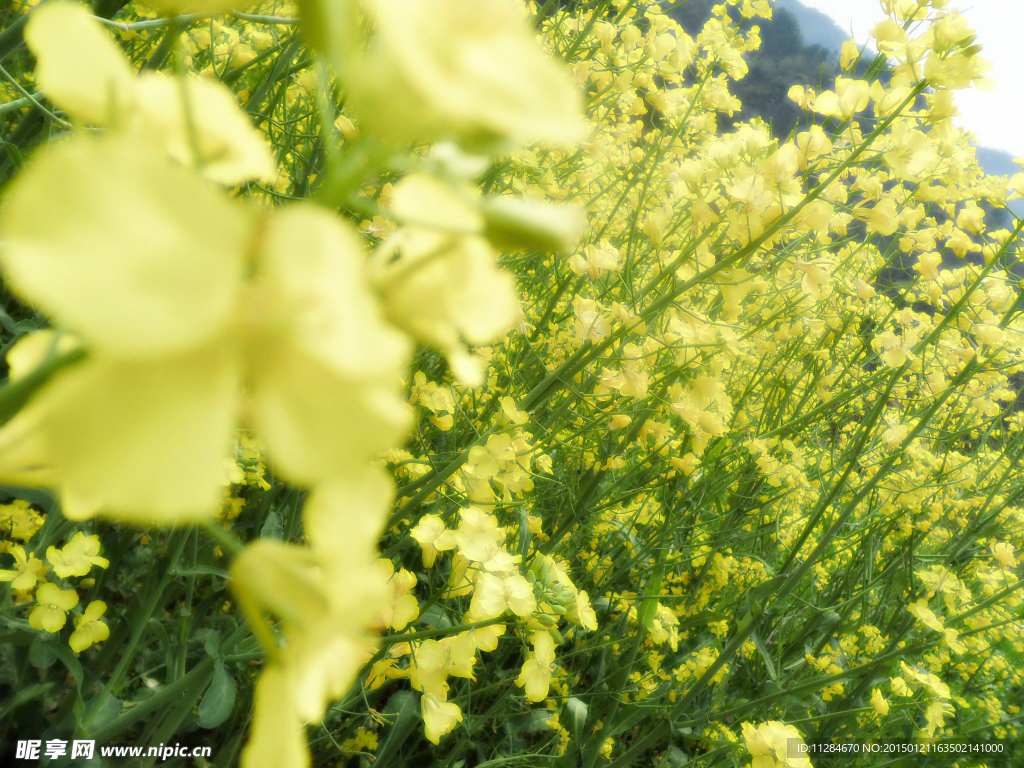 唯美油菜花花丛