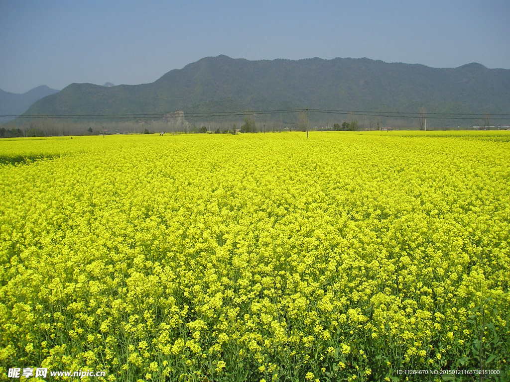 油菜花田