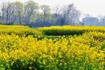 油菜花地