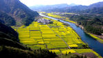 陕西汉中油菜花田