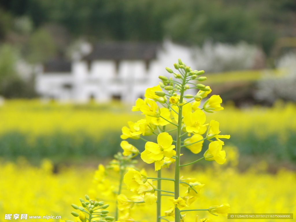 唯美油菜花特写