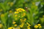 油菜花与蜜蜂