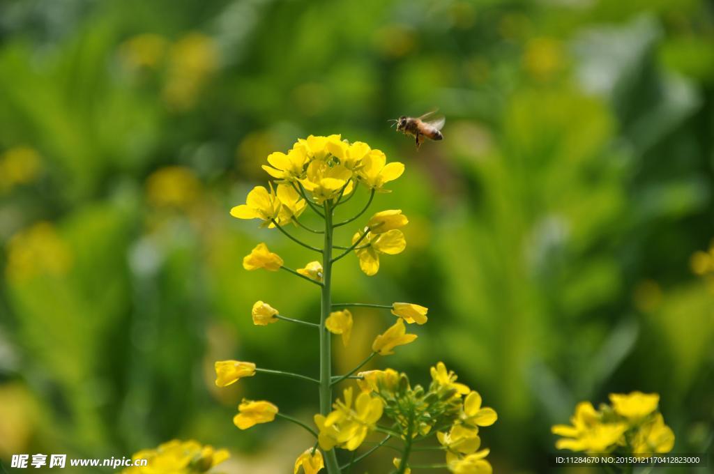 油菜花与蜜蜂