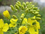 油菜花花蕾水珠