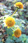 秋后菊花