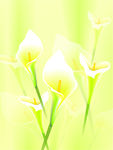 百合花背景底图