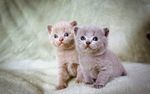 可爱猫咪