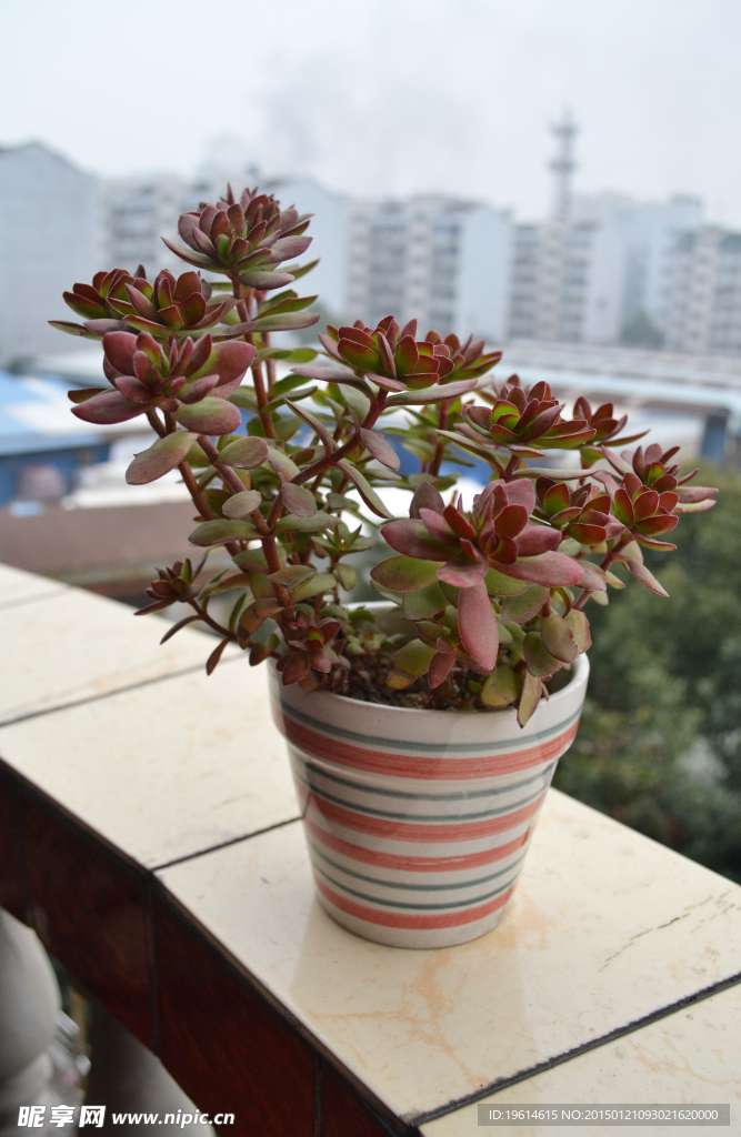 多肉植物 天狗之舞
