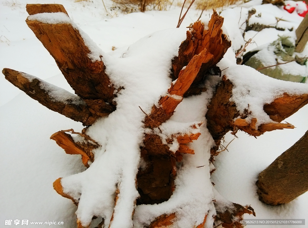 雪 树桩