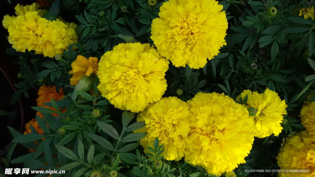 黄色菊花