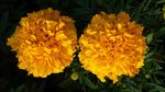 黄色菊花